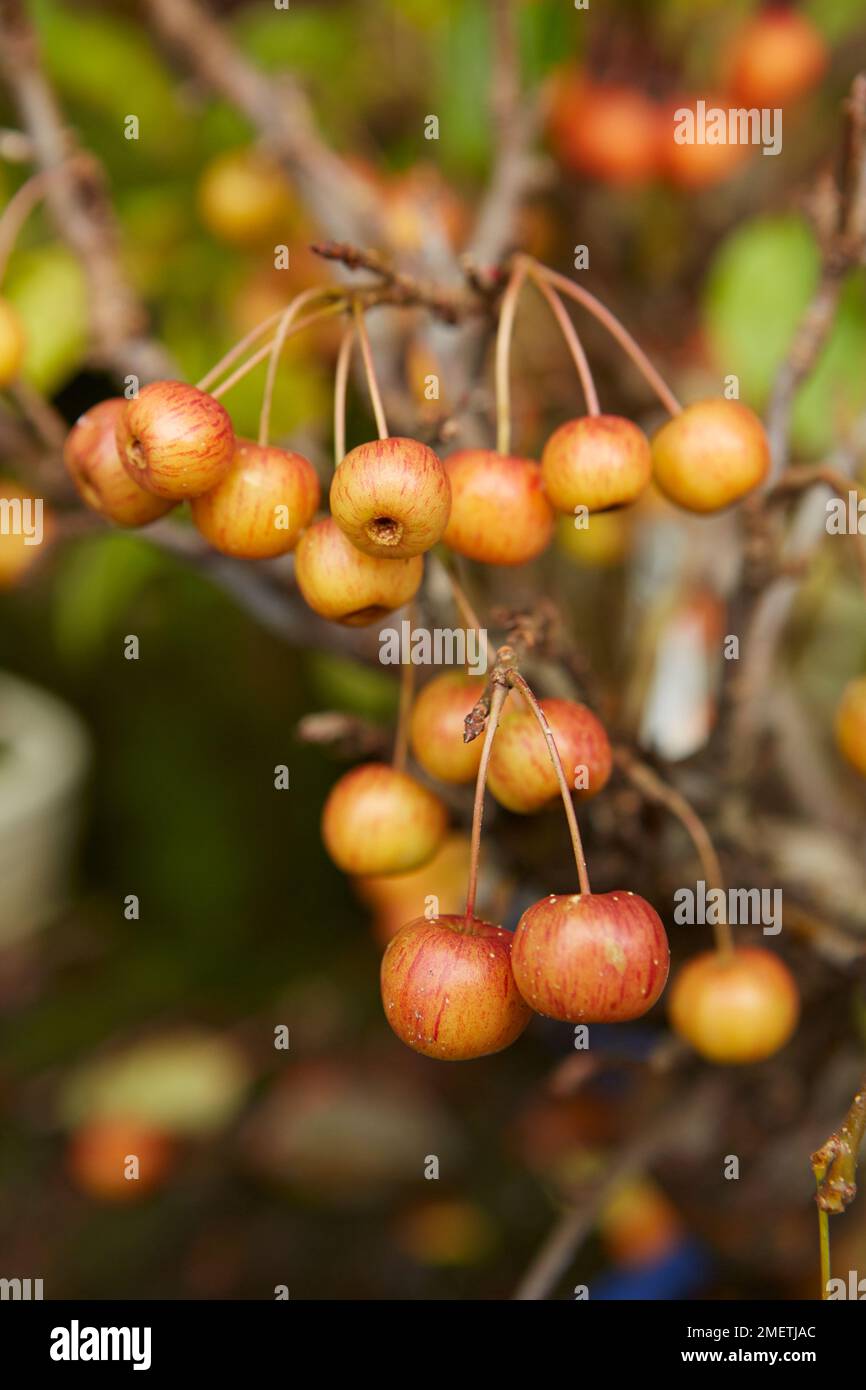 Crab Apple (Malus Stock Photo Alamy
