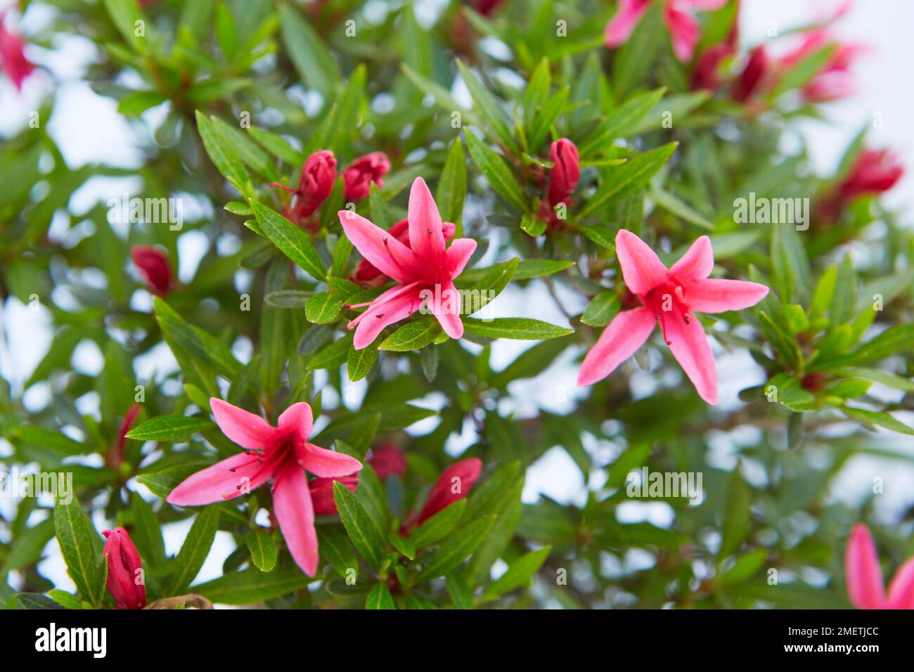 Azalea Satsuki (Rhododendron Indicum 'Korin') Stock Photo