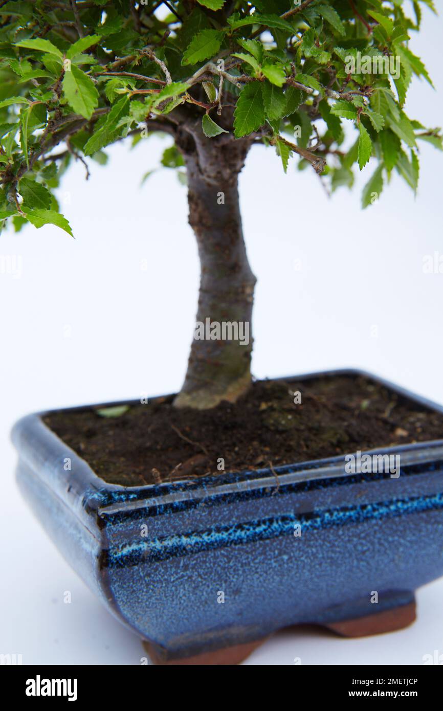 Chinese Elm (Ulmus Parvifolia), blue pot Stock Photo