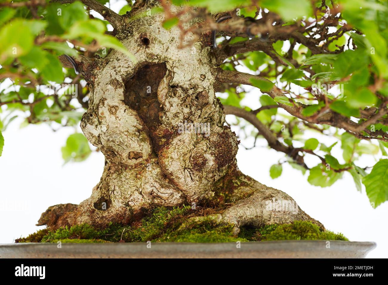Korean Hornbeam (Carpinus turczaninowii), trunk Stock Photo