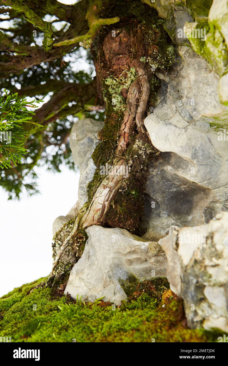 Chinese Juniper (Juniperus Chinensis 'Itoigawa') Stock Photo