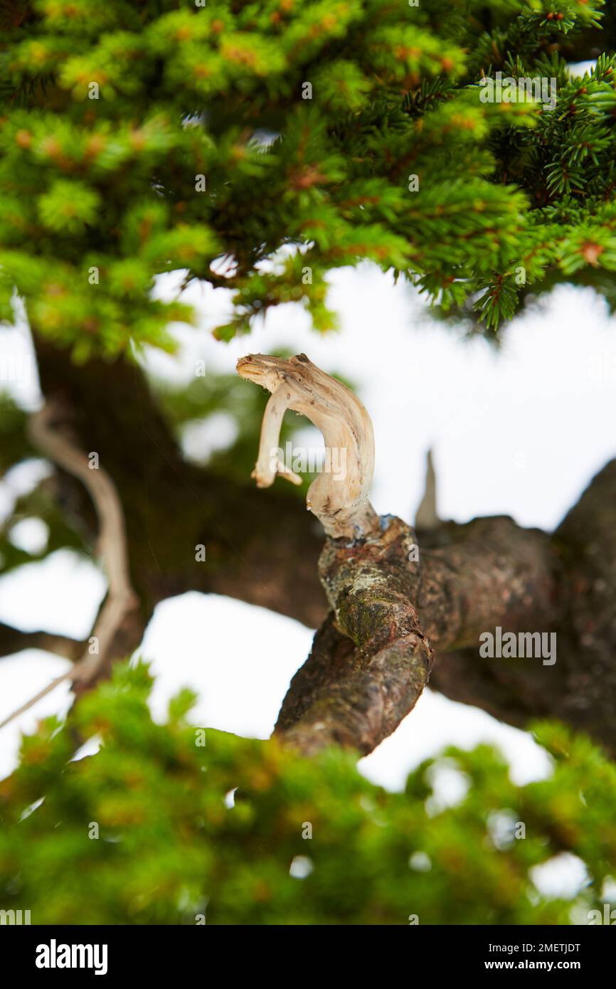 Ezo Spruce (Picea Glehnii), dead wood feature Stock Photo