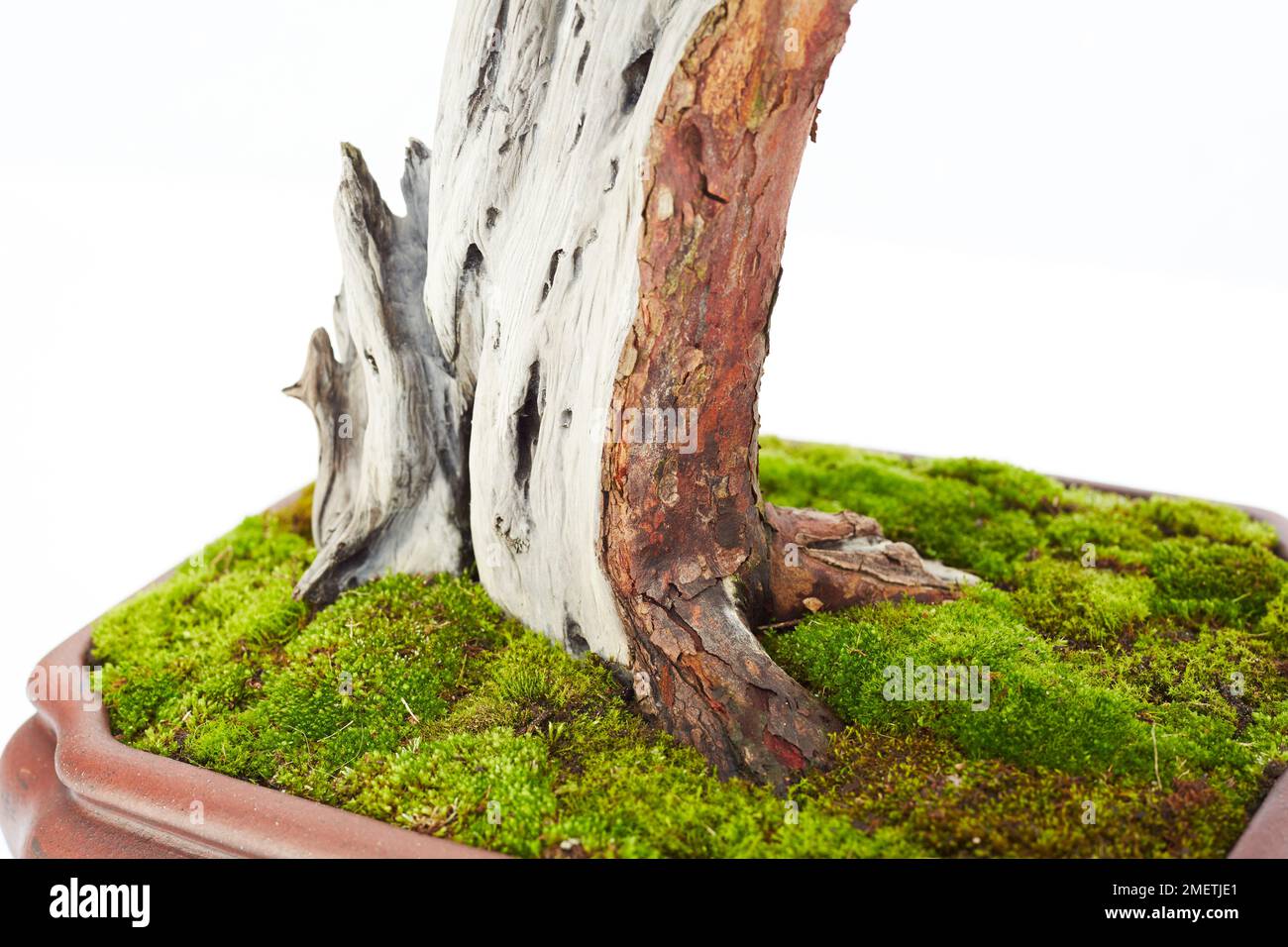 European Yew (Taxus Baccata), whitened dead wood adds texture Stock Photo