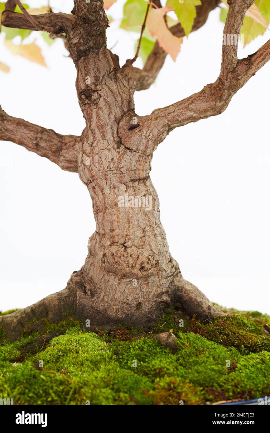 Amur Maple (Acer Ginnala),  nebari spreading widely across the surface Stock Photo