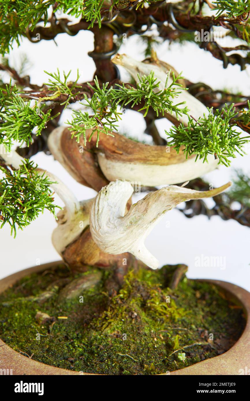 Chinese Juniper (Juniperus Chinensis 'Itoigawa') Stock Photo