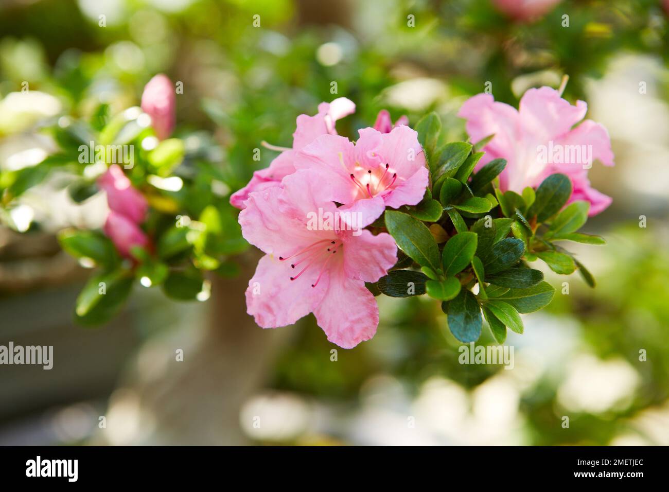 Azalea Satsuki (Rhododendron indicum) Stock Photo