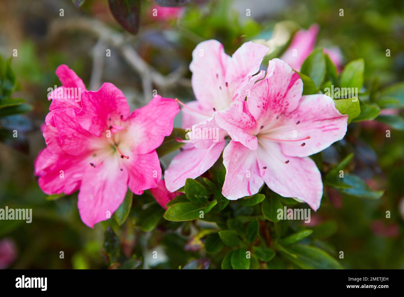 Azalea Satsuki (Rhododendron indicum Stock Photo Alamy