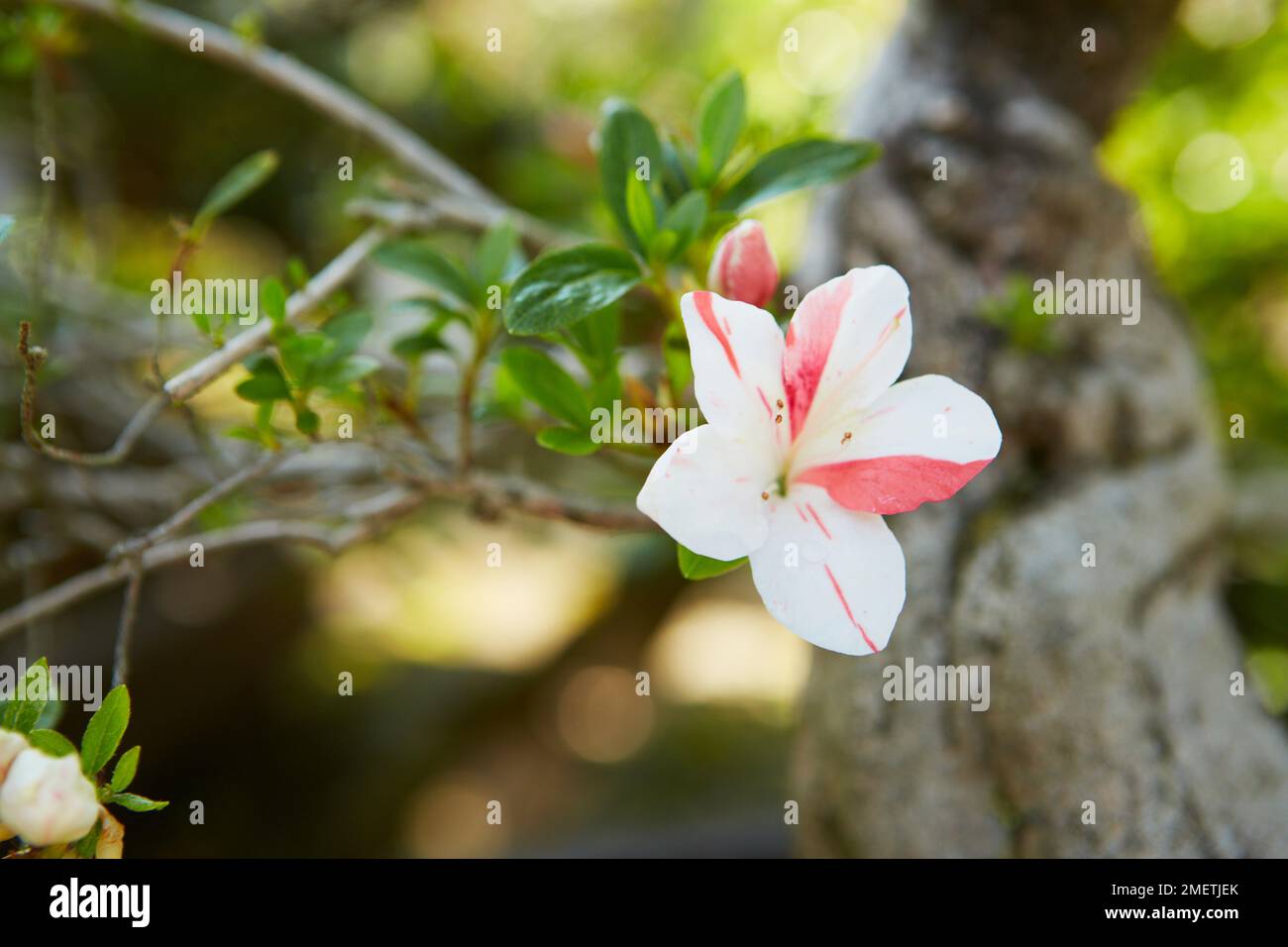 Azalea Satsuki (Rhododendron indicum) Stock Photo