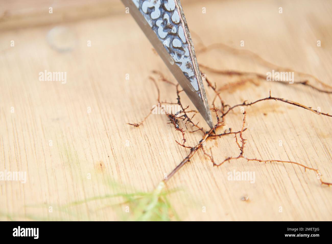 Growing bonsai from the beginning, Japanese Black Pine Seedling (Pinus