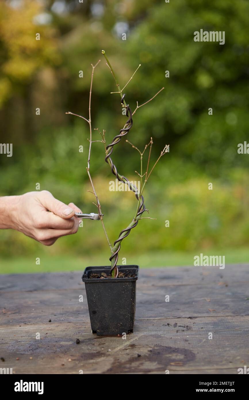 Wiring a Japanese Maple (Acer Palmatum), pruning Stock Photo Alamy