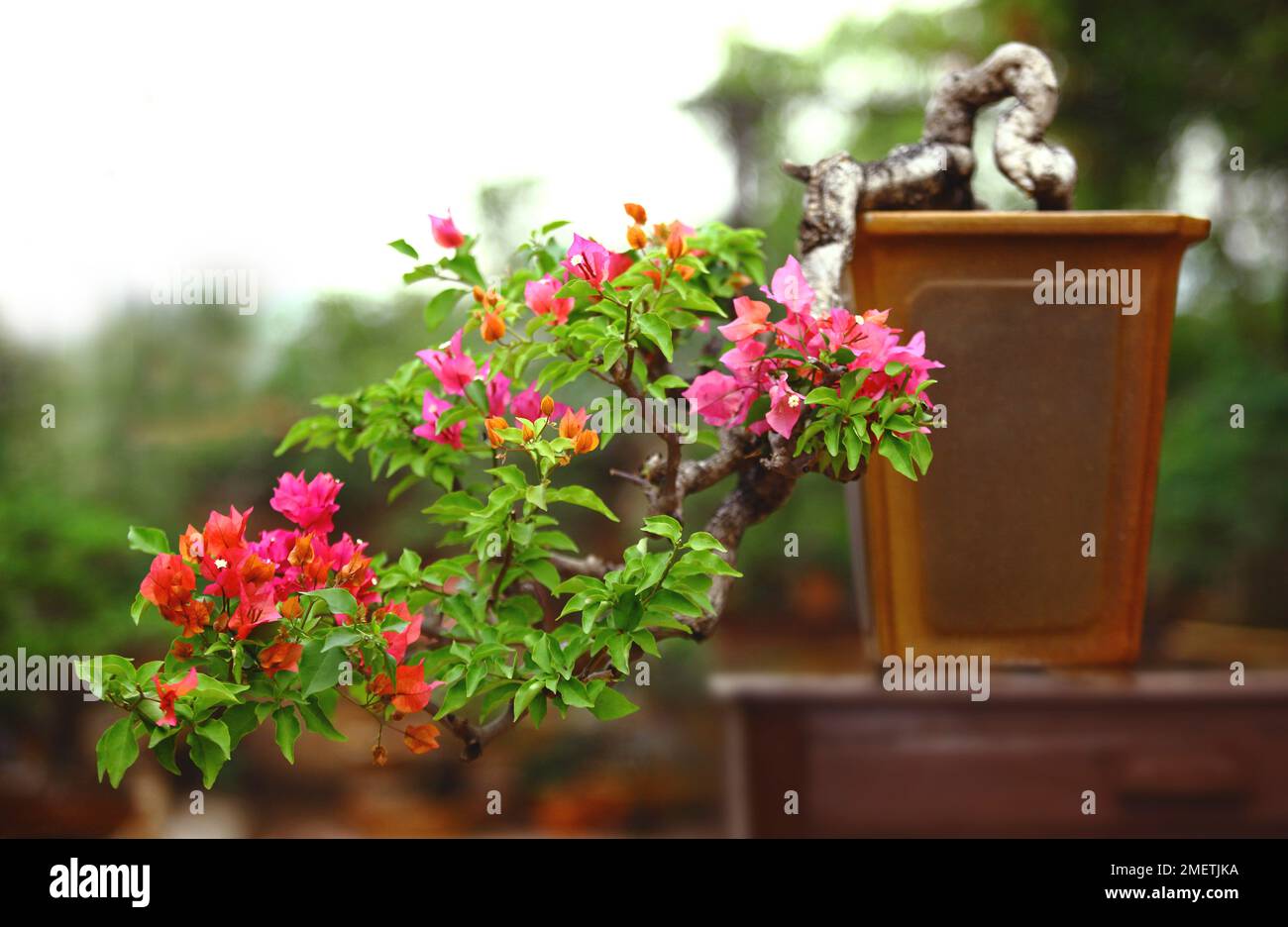 Bougainvillea 'Blondie', cascading bonsai plant, flowering vines Stock Photo