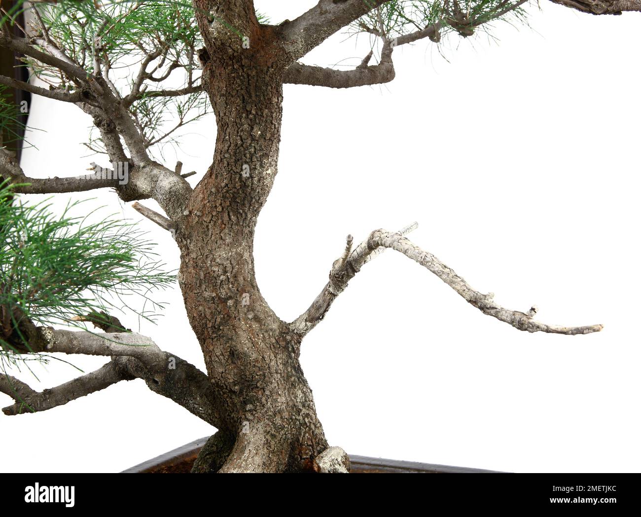Casuarina equisetifolia (Australian Pine) Stock Photo