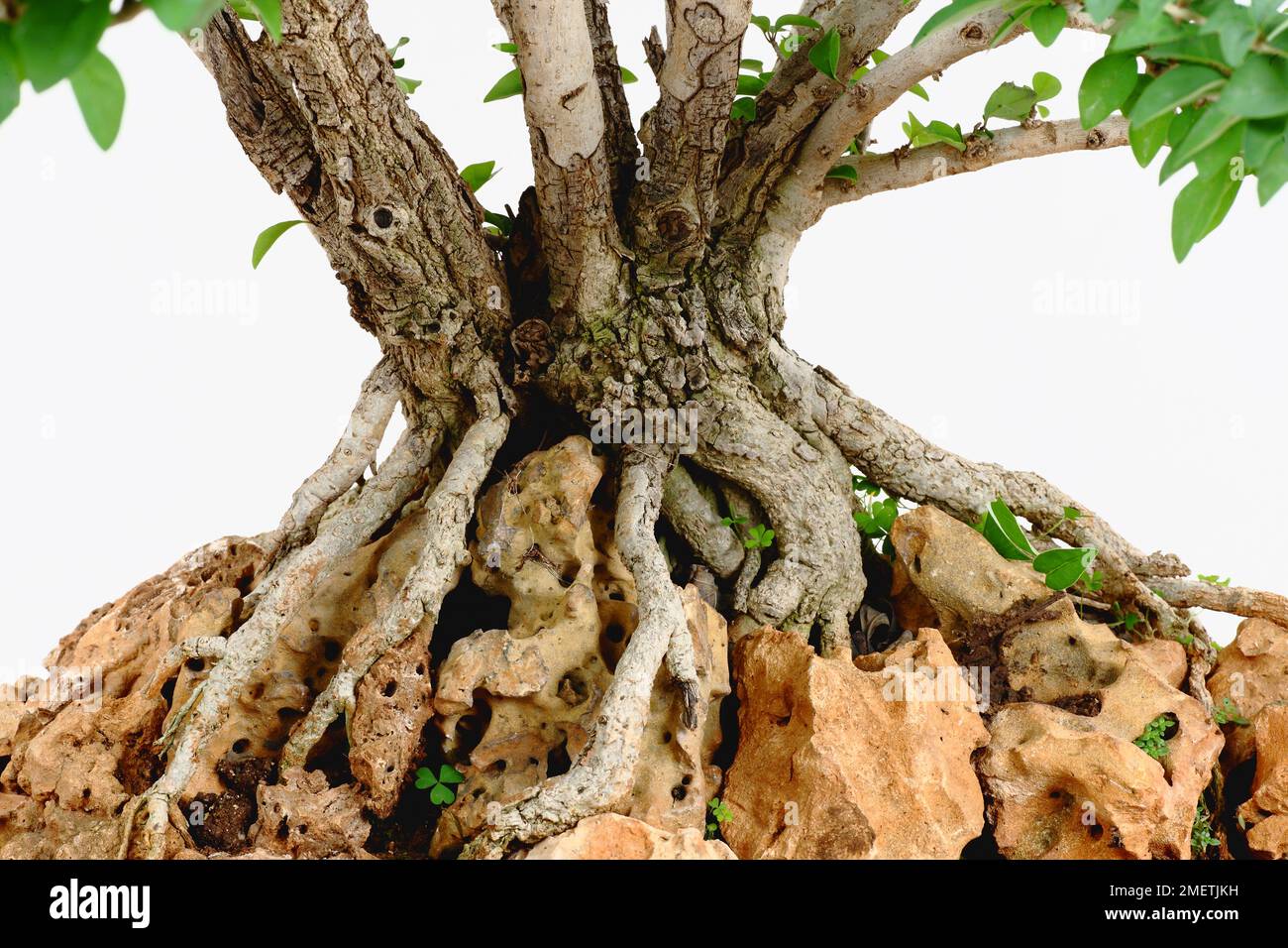 Gmelina, gripping roots Stock Photo
