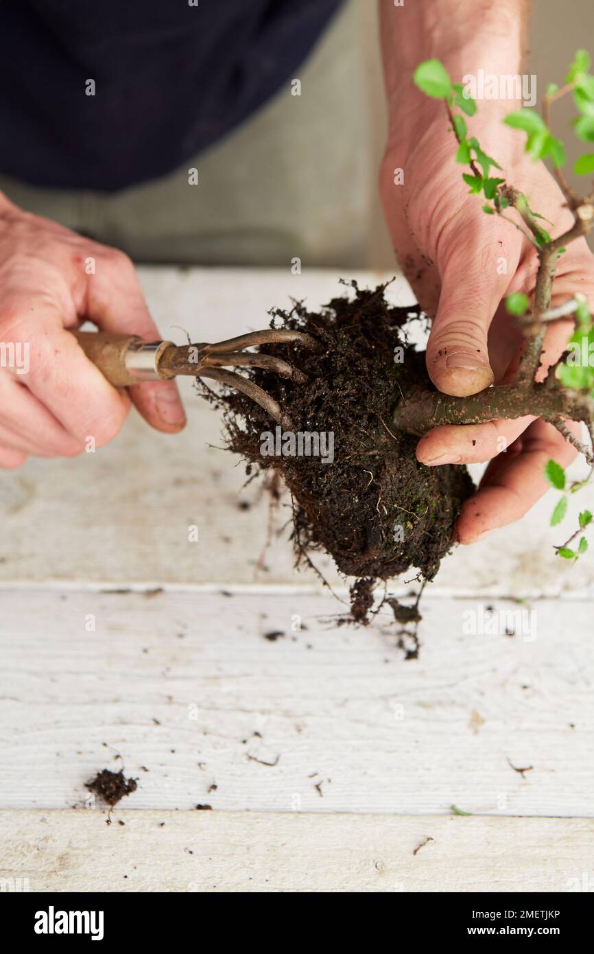 Ulmus parvifolia, Chinese Elm, bonsai tree, maintaining and repotting, removing soil using root claw Stock Photo
