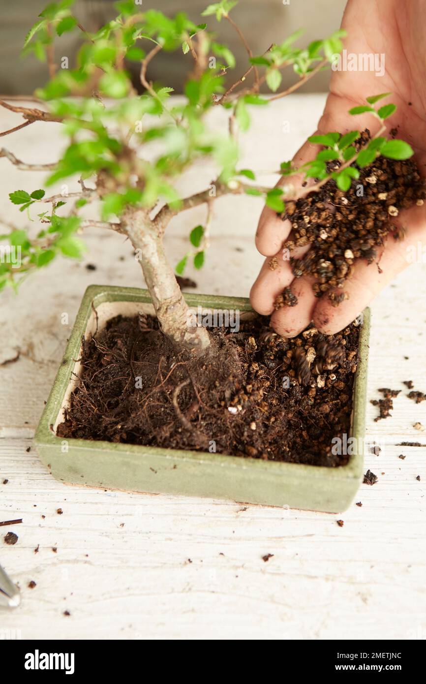Ulmus parvifolia, Chinese Elm, bonsai tree,  maintaining and repotting, covering roots with soil Stock Photo