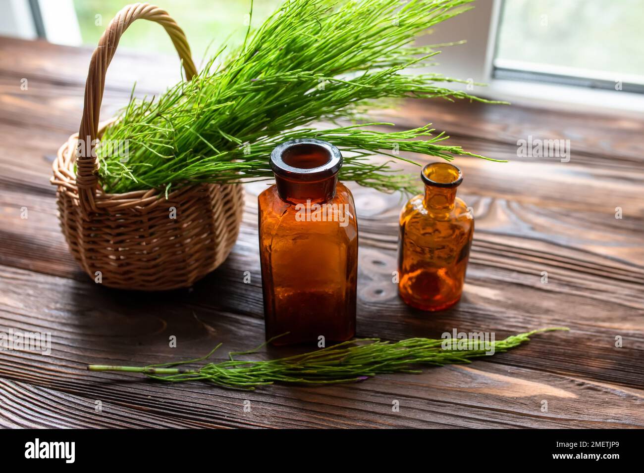 Equisetum, horsetail, snake grass, oil for cosmetology. puzzlegrass