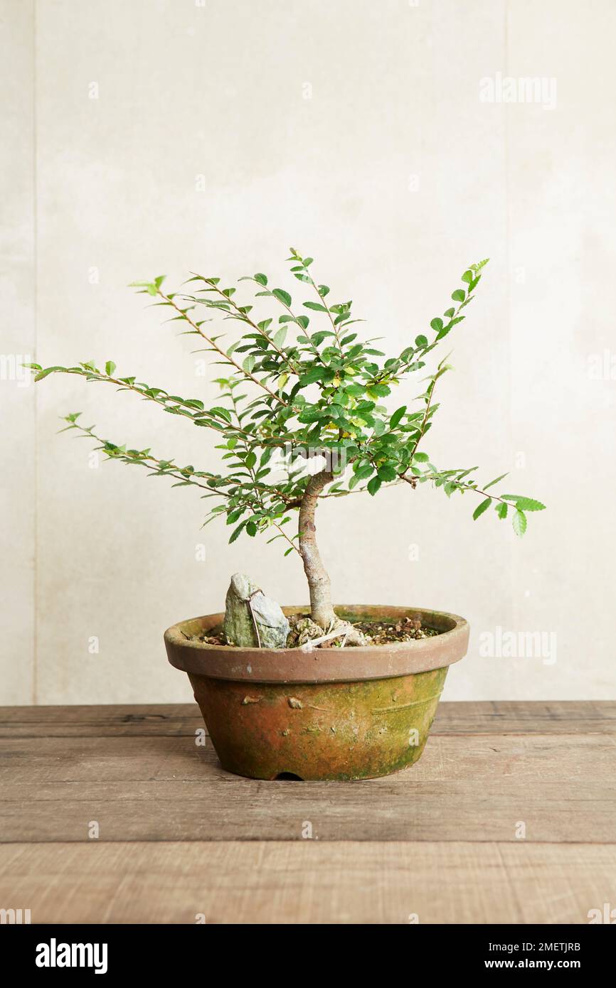 Bonsai Ulmus parvifolia, Chinese Elm, trained to grow root-over-rock Stock Photo