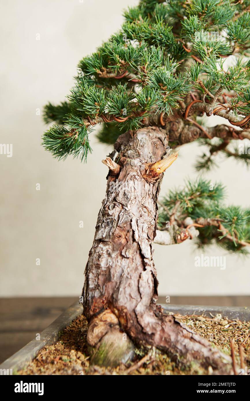 Pinus parviflora 'Zui-sho' (White Pine 'Zui-sho'), Windswept Pine, refining the stump Stock Photo