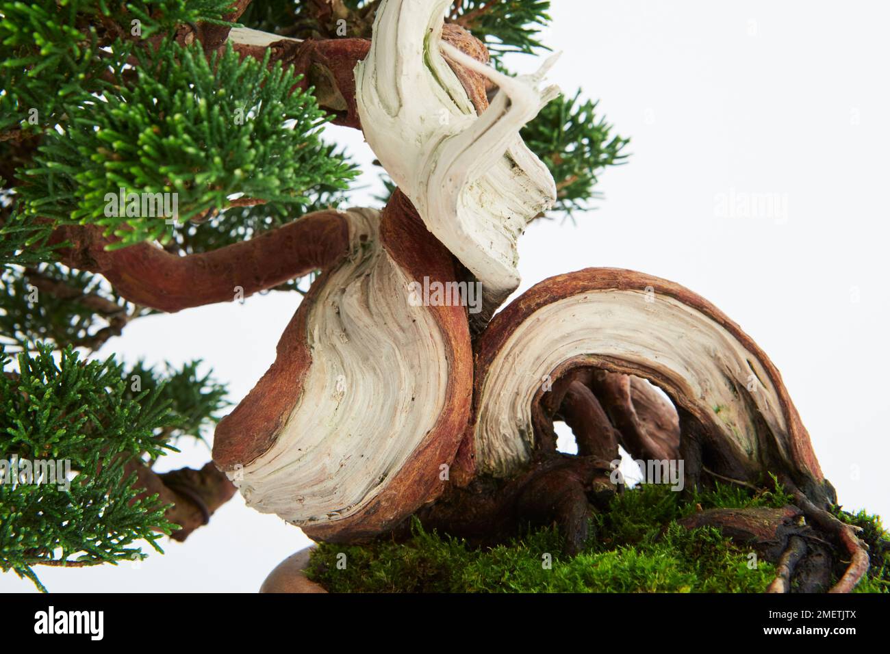 Chinese Juniper (Juniperus Chinensis 'Itoigawa'), trunk and deadwood of bonsai tree Stock Photo