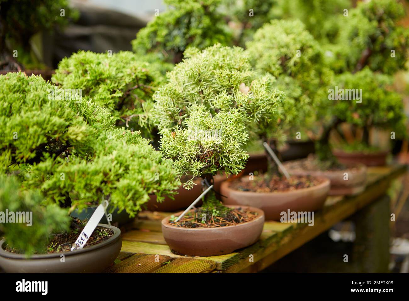 Conifer plant nursery hires stock photography and images Alamy