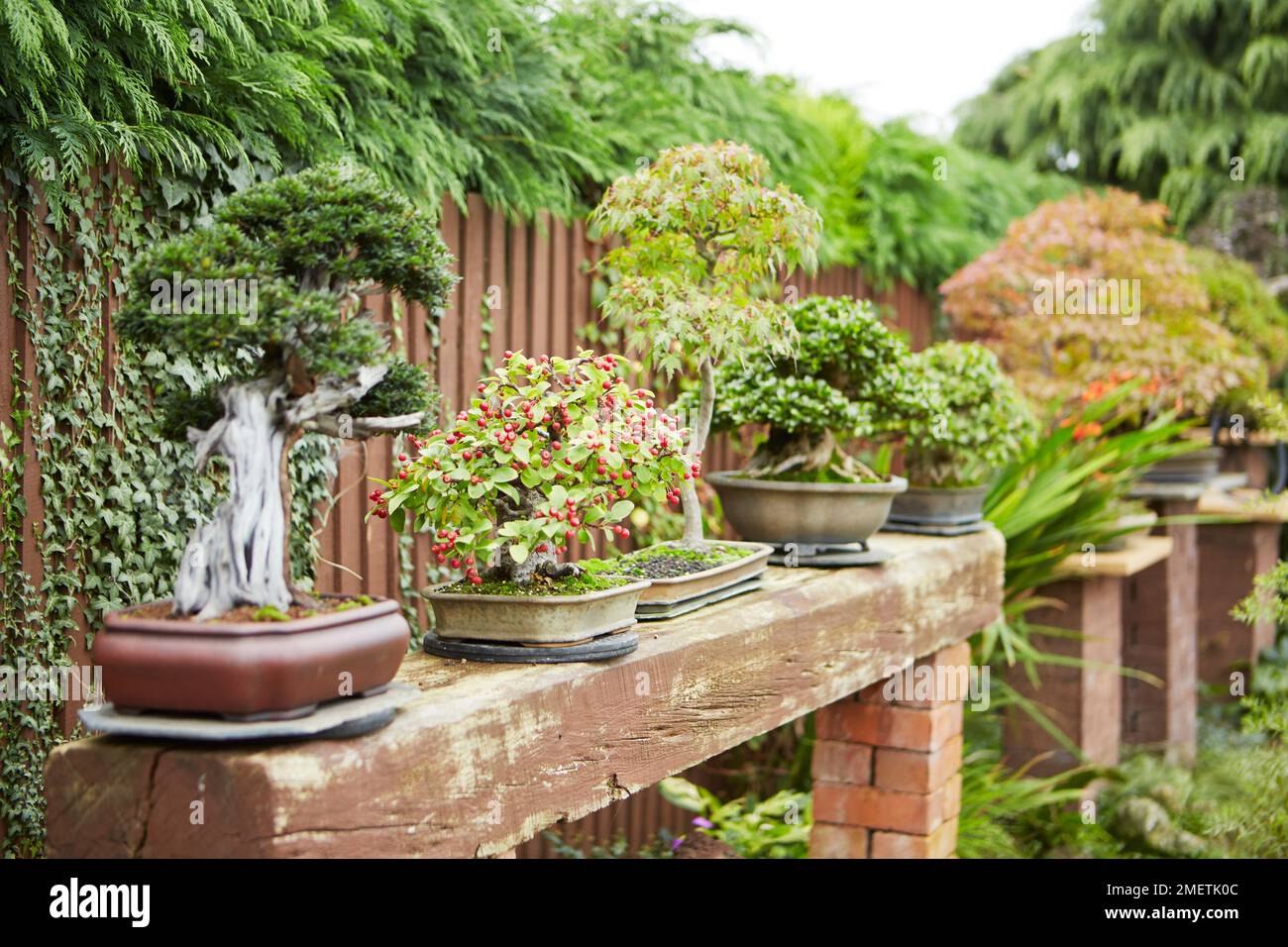Selection of bonsai trees displayed outside on bench in garden Stock