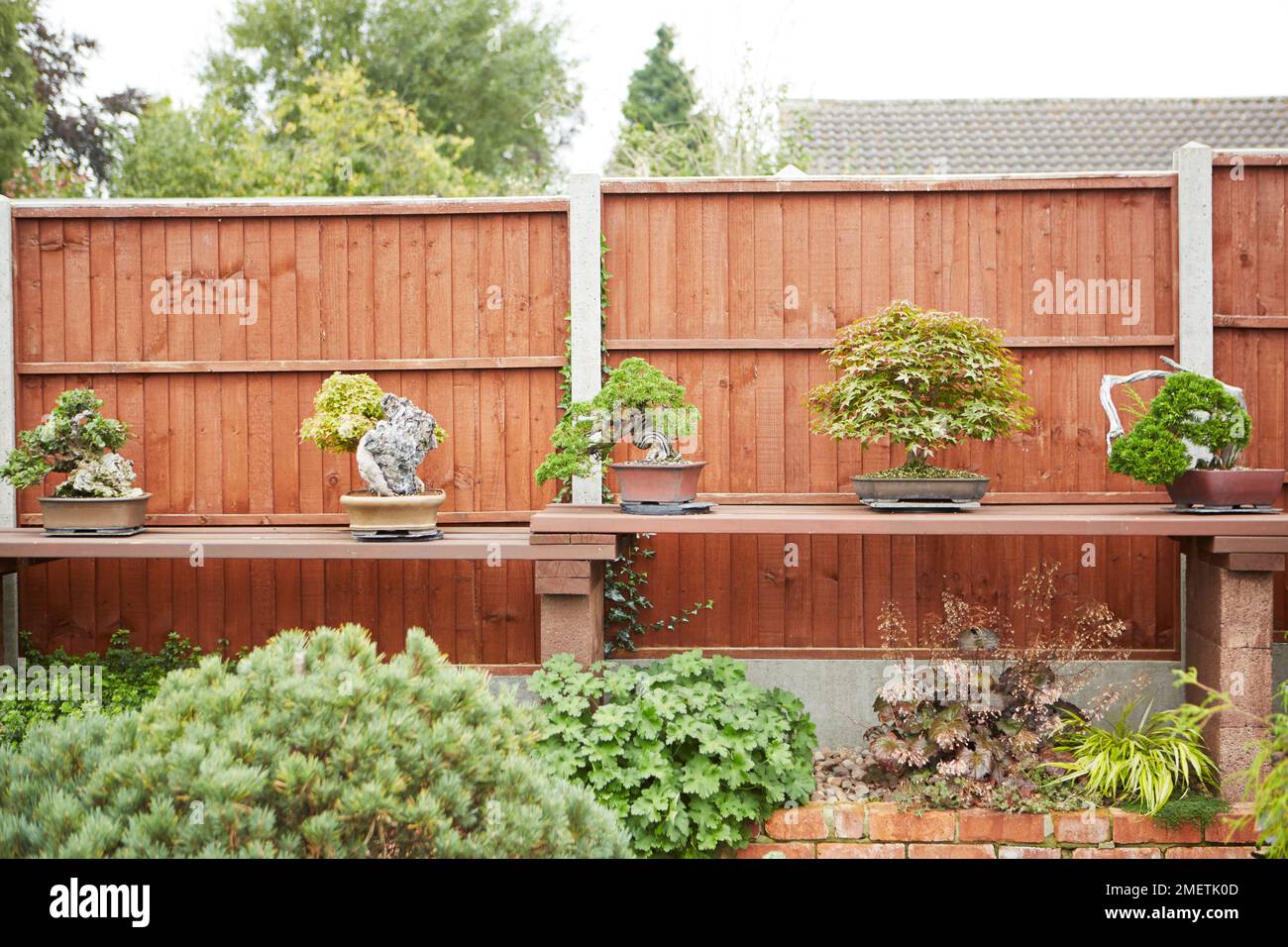Selection of bonsai trees displayed on bench in garden Stock Photo Alamy