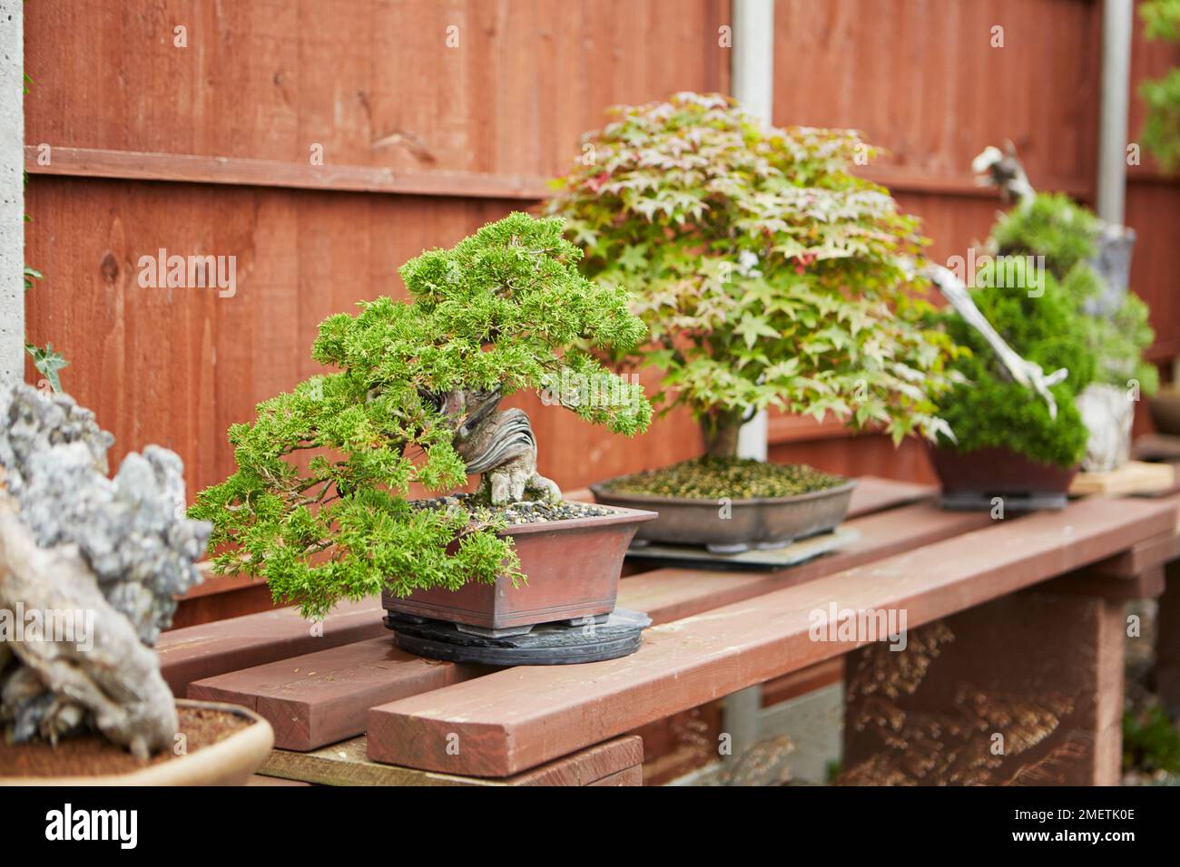 Selection of bonsai trees being displayed on bench in garden Stock