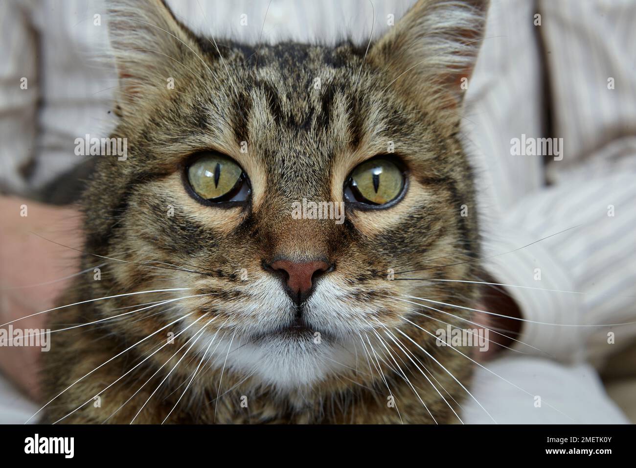 11-year-old male cat with 3rd eye syndrome Stock Photo