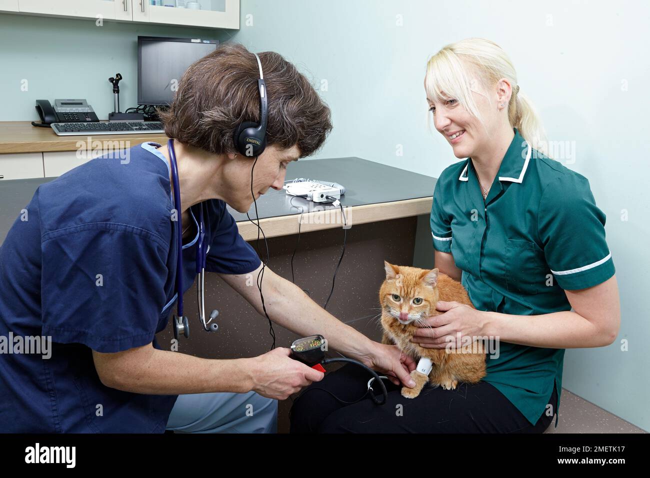 Photo inspiration: Fresh Look at 13 Year Old Female Cat Having Blood Pressure Taken By