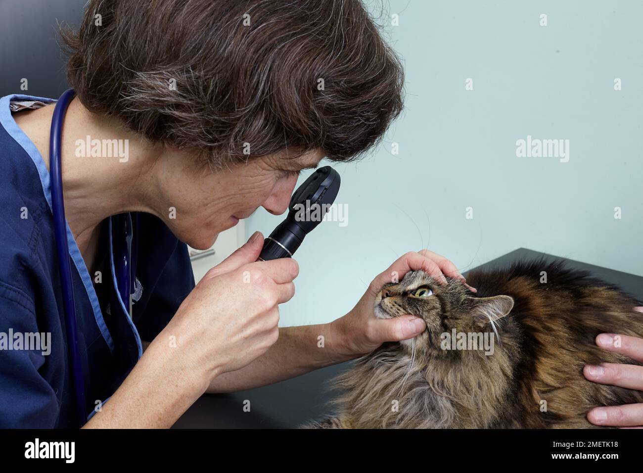 11 year old Female Cat Vet Checking Eyes Stock Photo Alamy 11-year-old-female-cat-vet-checking-eyes-stock-photo-alamy