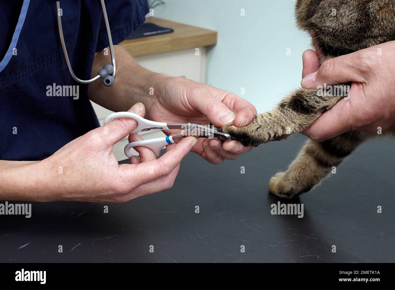 11yearold male cat, vet clipping nails Stock Photo Alamy