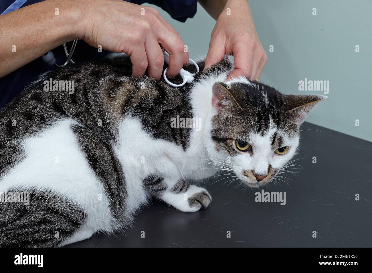 Male tabby and white cat, being microchipped by vet Stock Photo Alamy