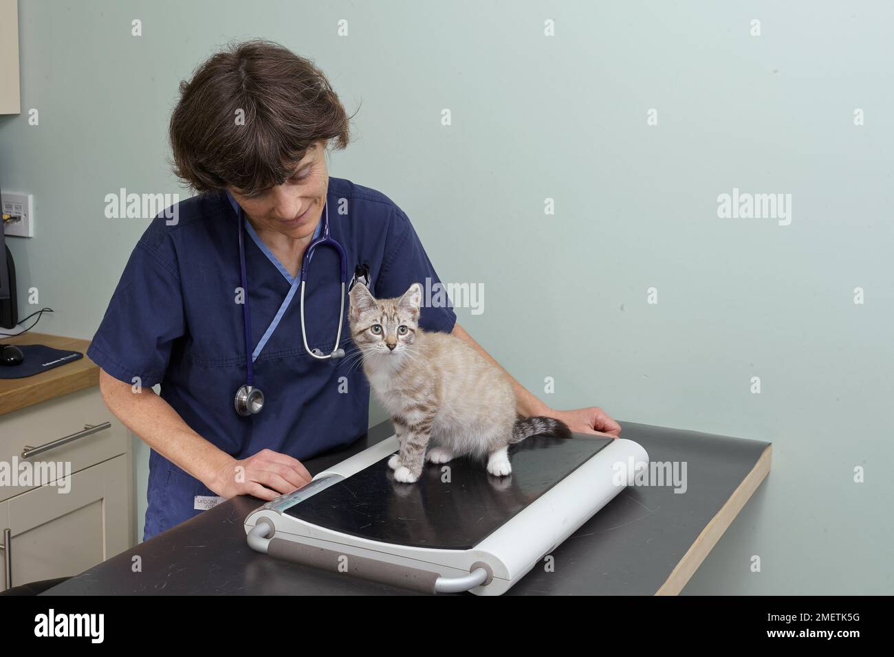 Kitten, female, 14-week-old, being weighed by vet Stock Photo - Alamy