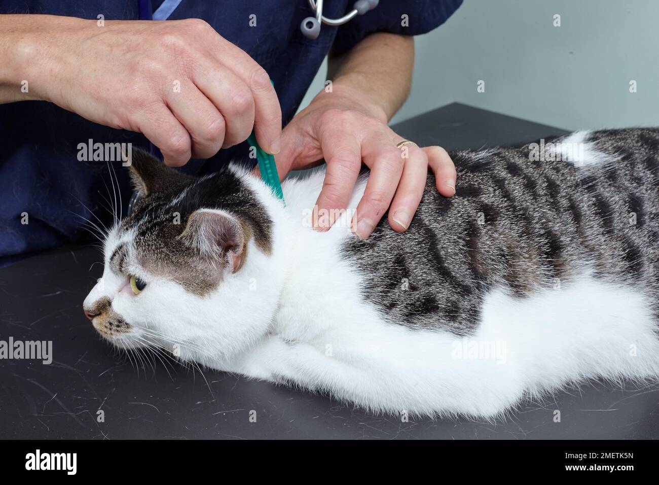 Flea treatment cat hi res stock photography and images Alamy