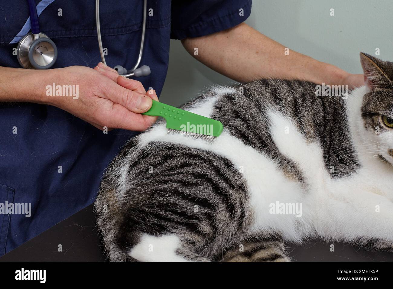 Male tabby and white cat, vet checking for fleas Stock Photo Alamy