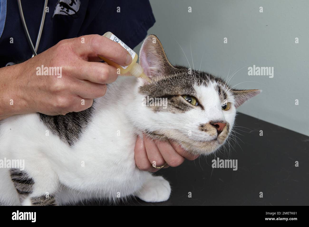 Vet applying ear drops, male tabby and white cat Stock Photo Alamy