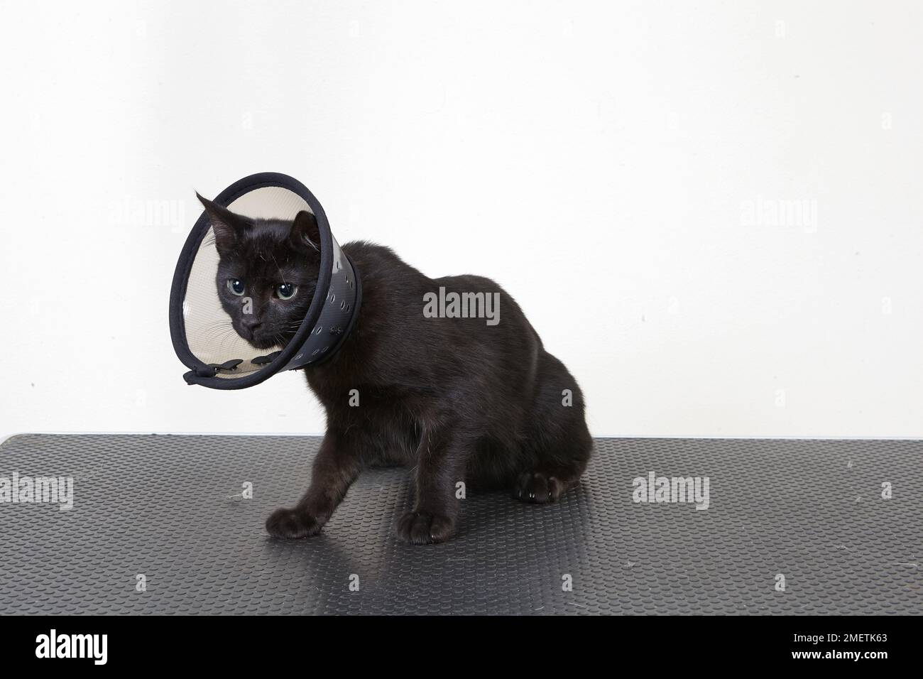 Cat elizabethan collar hires stock photography and images Alamy