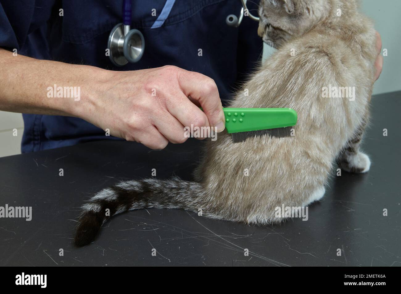 Female comb hires stock photography and images Alamy