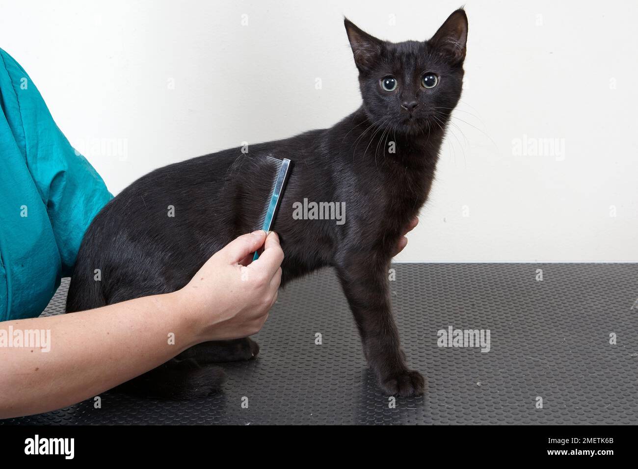 Male kitten, short haired kitten being groomed with comb Stock Photo