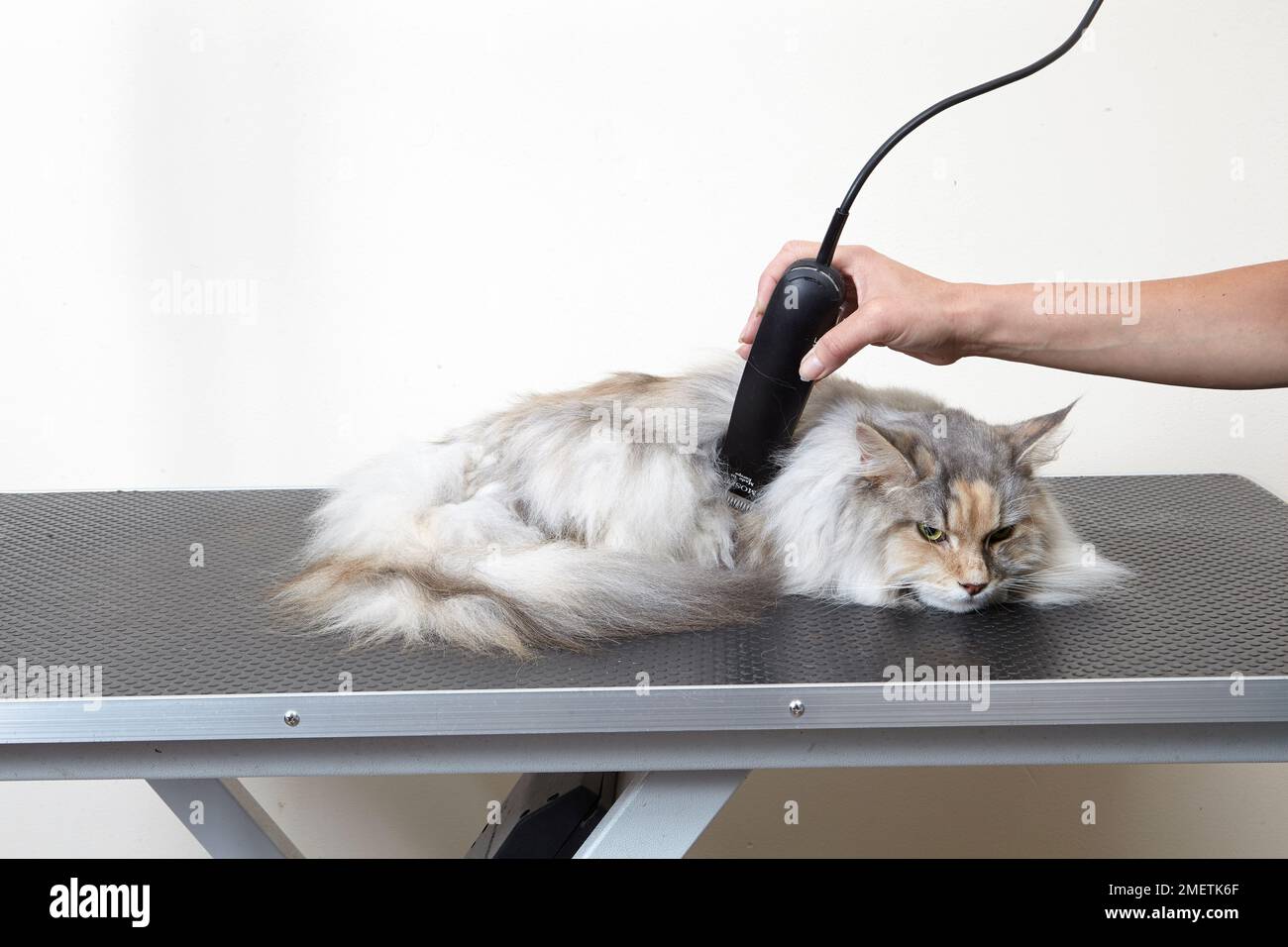 Female Maine Coon, clipping out matted hair on longhair cat at grooming