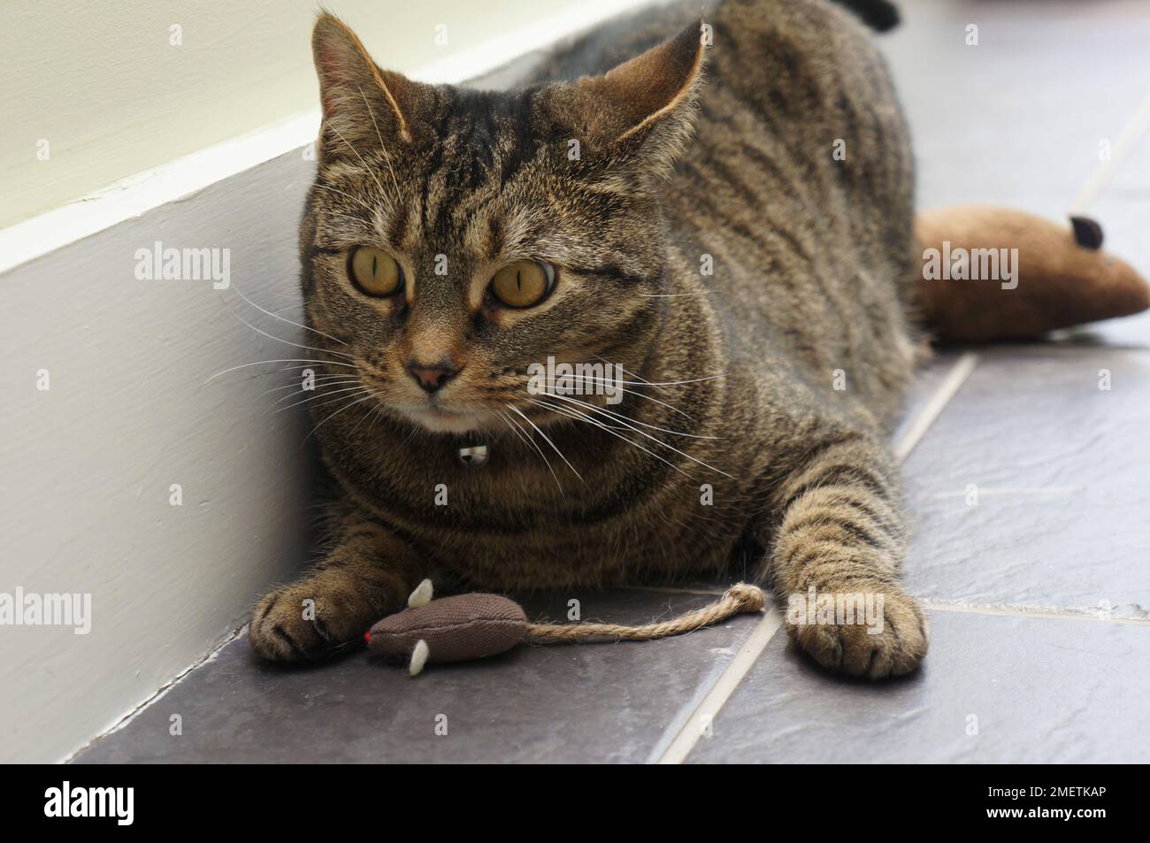 Tabby cat playing with toy mouse Stock Photo