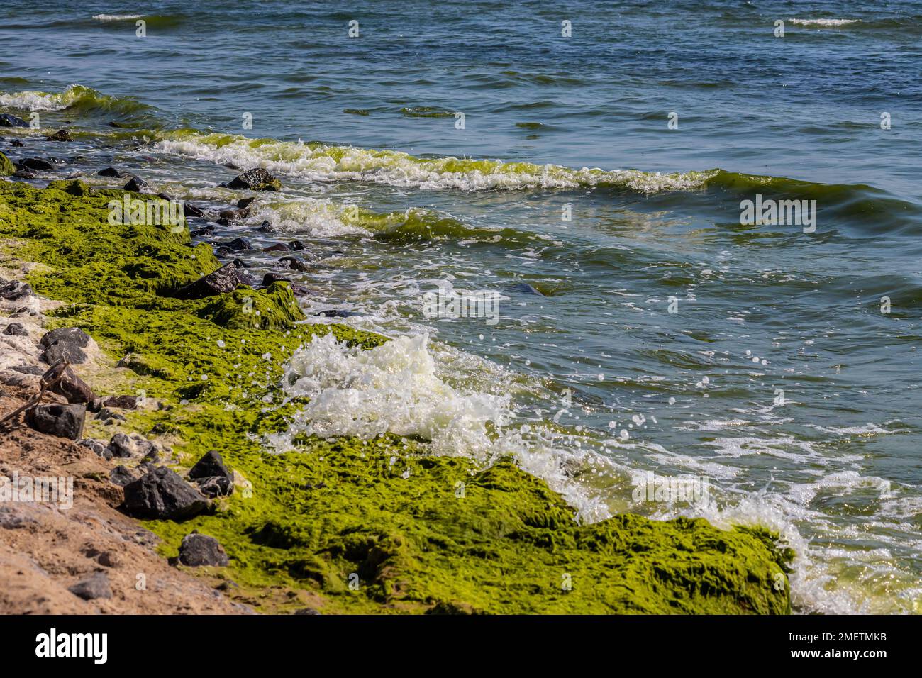 Stones covered with algae on the sandy beach of the sea in the bright ...