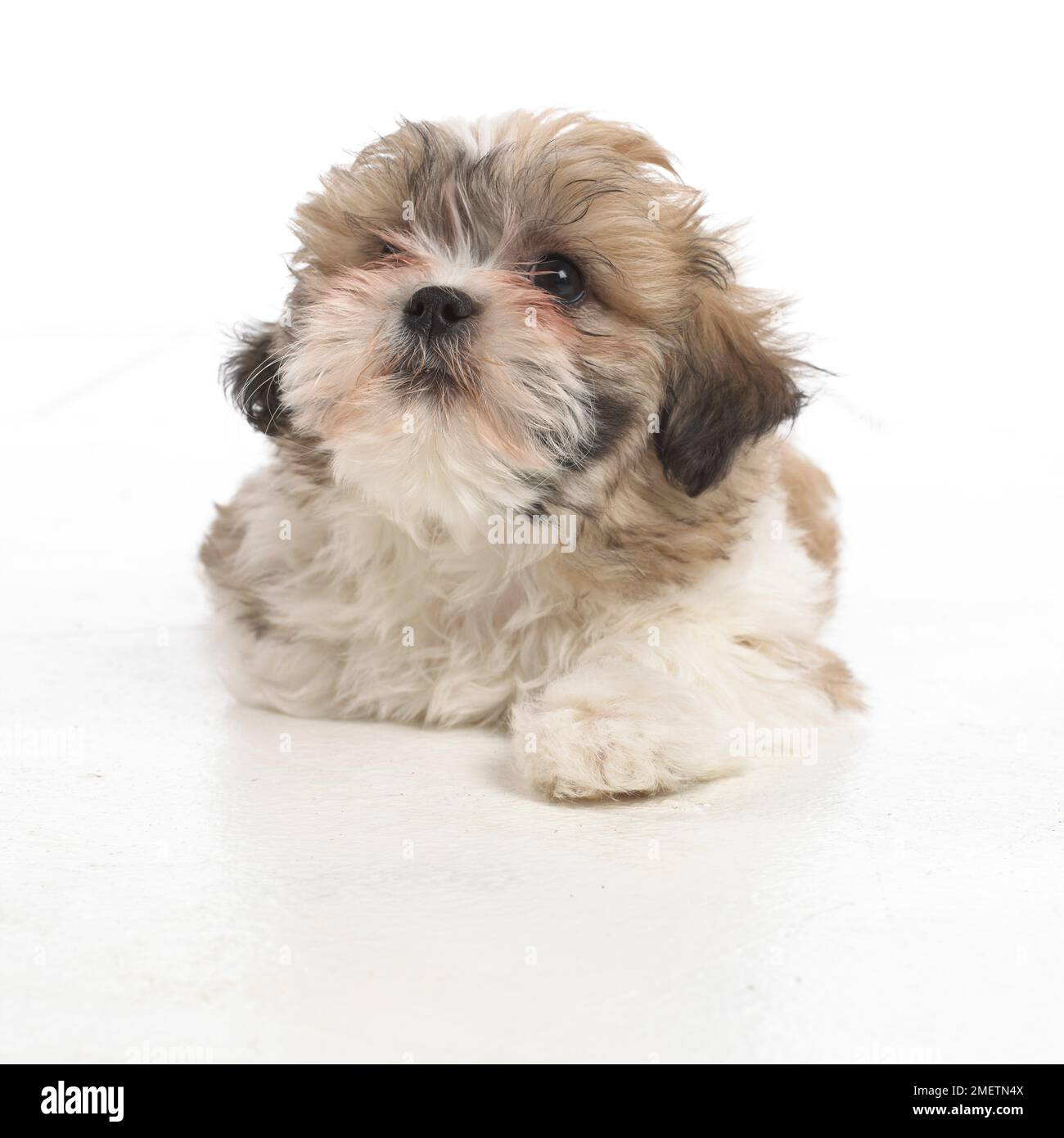Shih Tzu puppy, 8-week-old Stock Photo