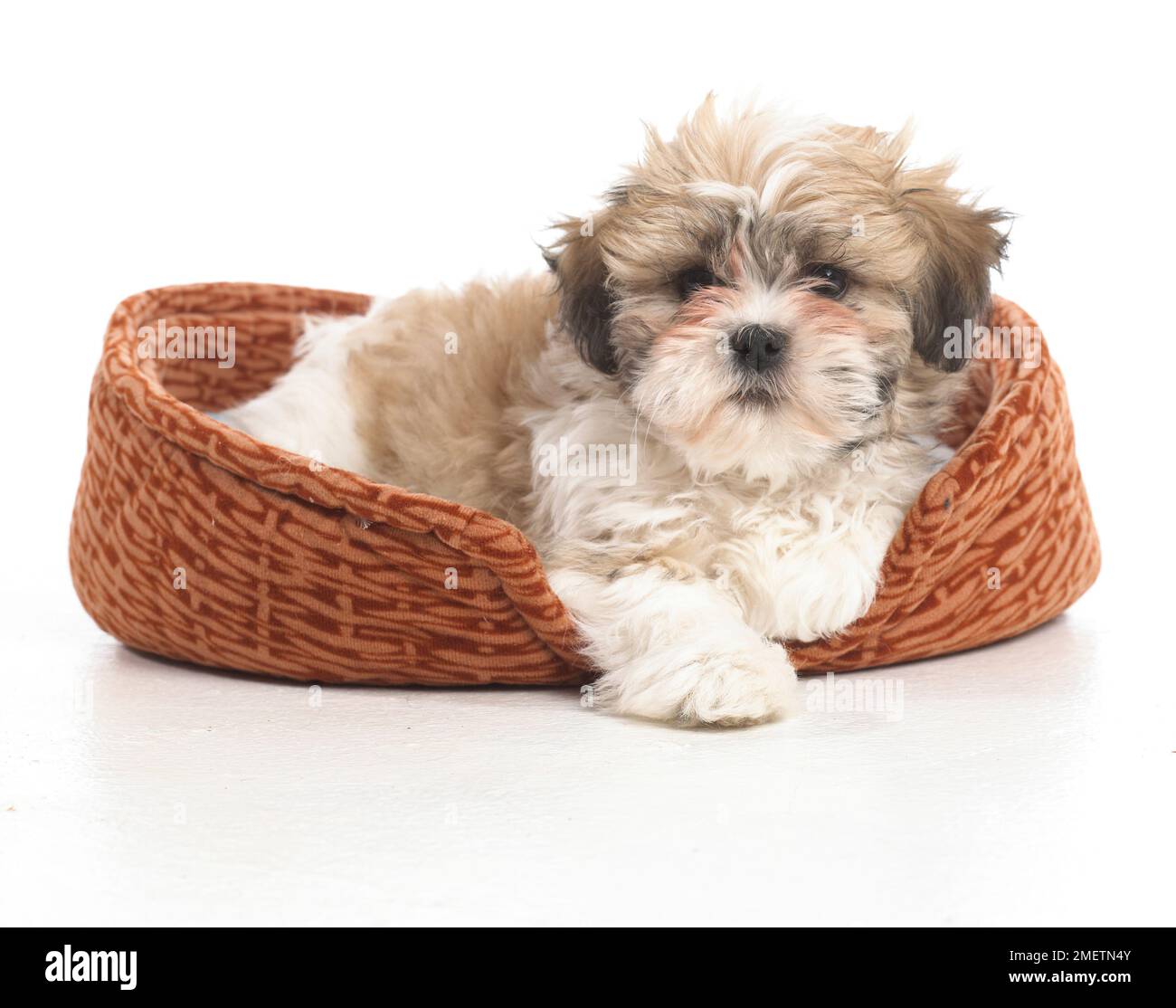 Shih Tzu puppy in dog bed, 8-week-old Stock Photo - Alamy
