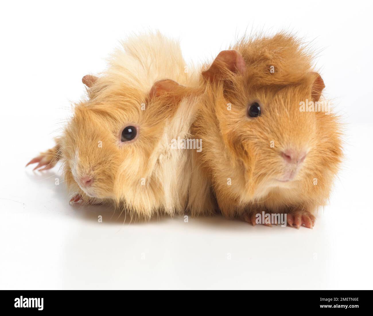 Abyssinian guinea best sale