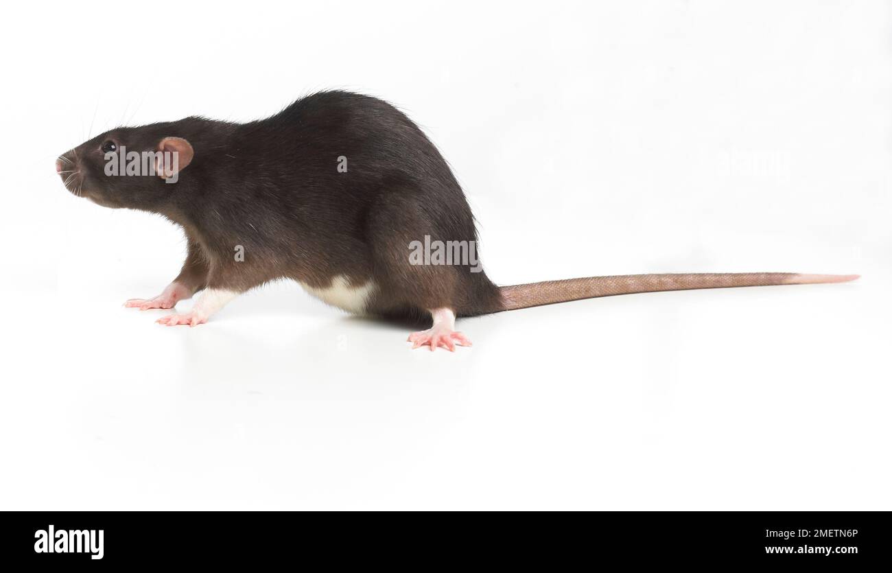Dumbo rat, pet rat Stock Photo Alamy