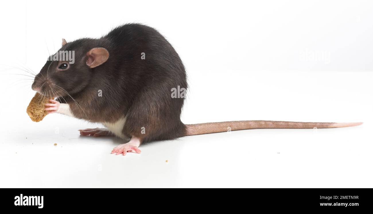 Dumbo rat, pet rat Stock Photo - Alamy