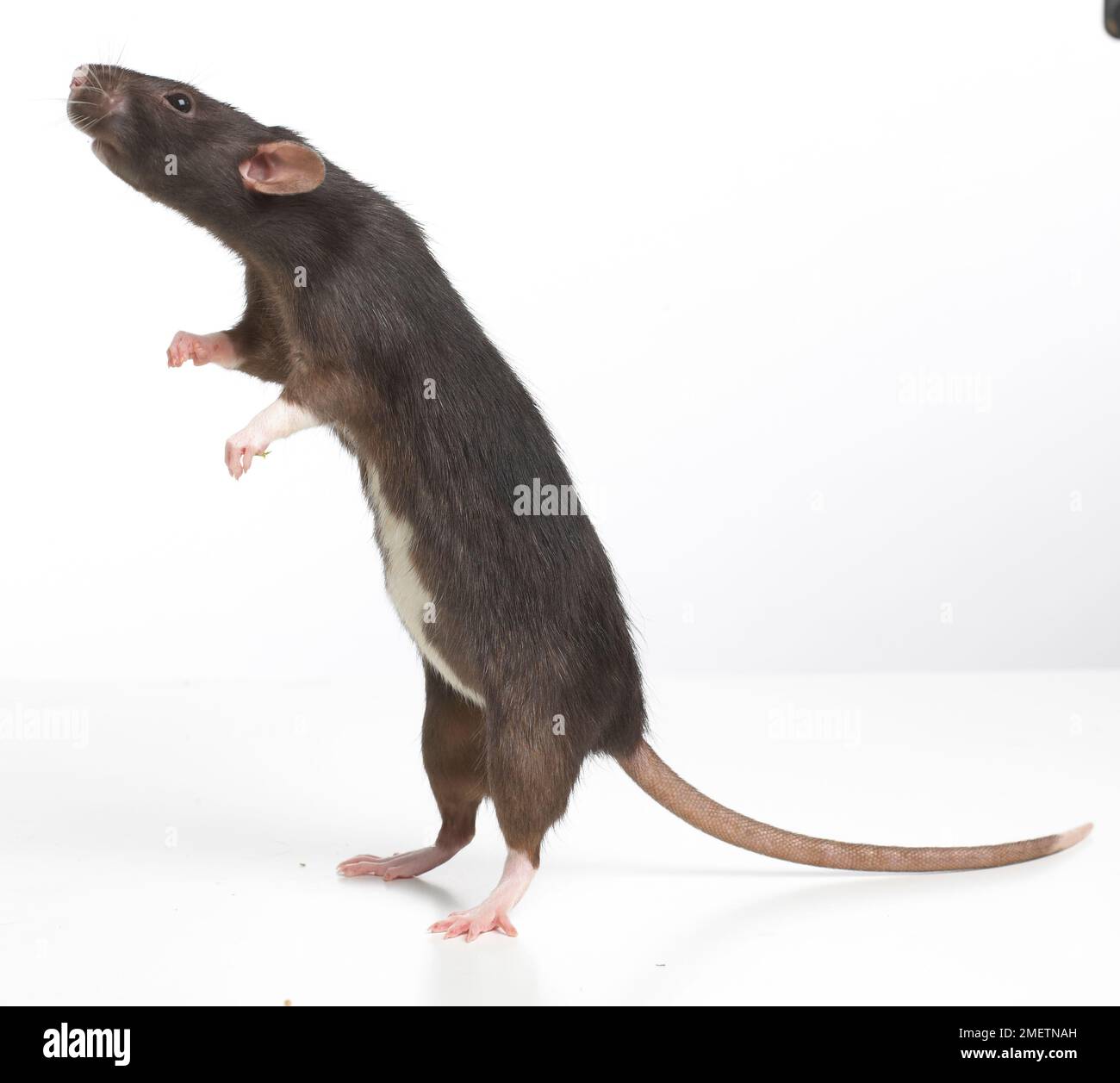 Dumbo rat, pet rat Stock Photo Alamy