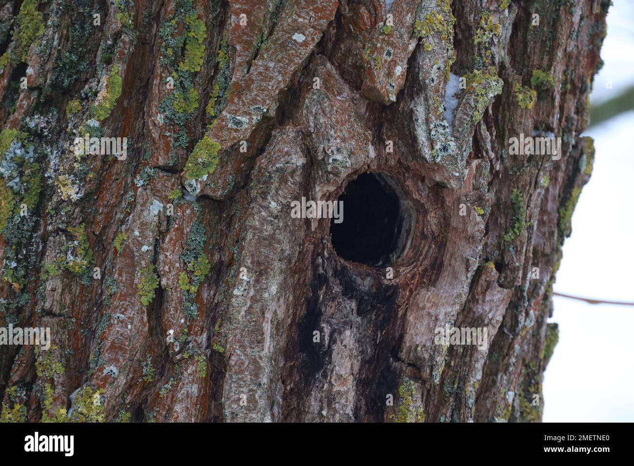 Bird hole in a tree trunk Stock Photo - Alamy