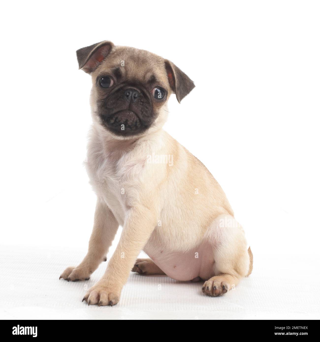 Pug puppy, 7weekold Stock Photo Alamy